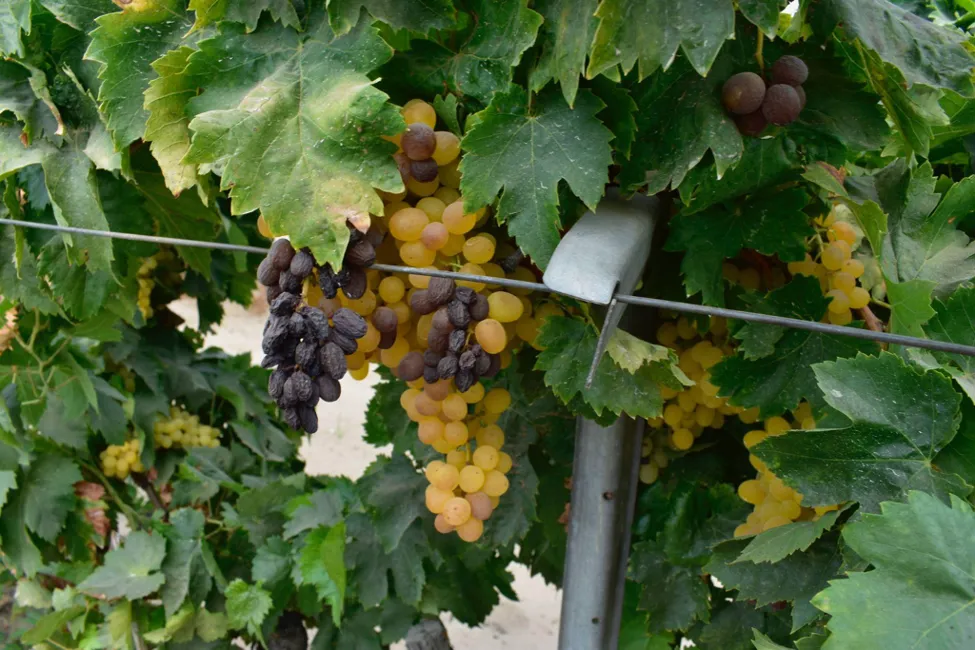 農地・栽培について