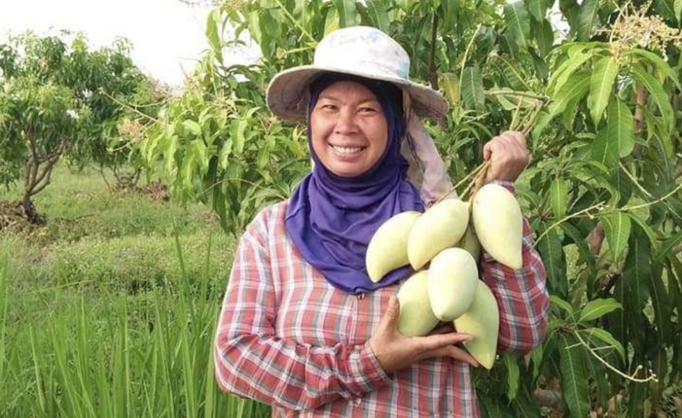 タイを代表する「マハチャノック種」