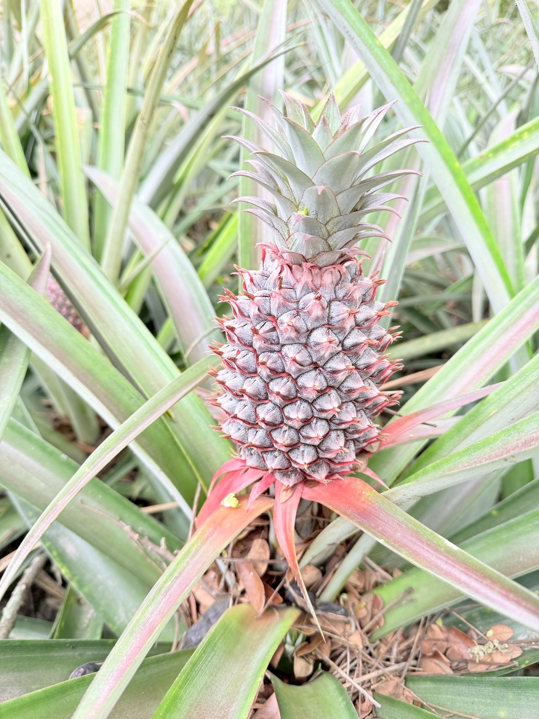 植え付けから約一年半、自然のリズムで育つ