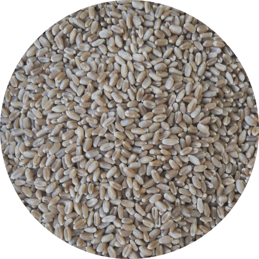 オーガニック・小麦 Yecora Rojo(玄麦)