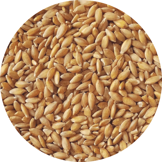 オーガニック・アインコーン小麦（玄麦）
